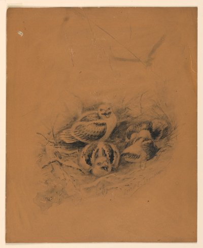 Aves de Ernest Thompson Seton