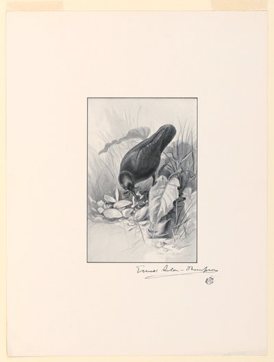 A alça de uma xícara de China, a jóia da coleção de Ernest Thompson Seton