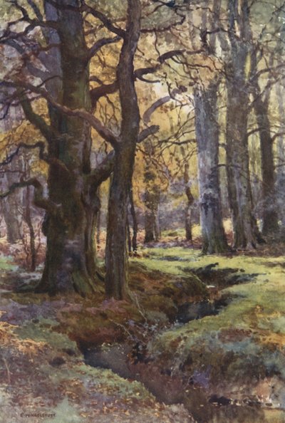 Em Mallard Wood (lito colorido) de Ernest William Haslehust