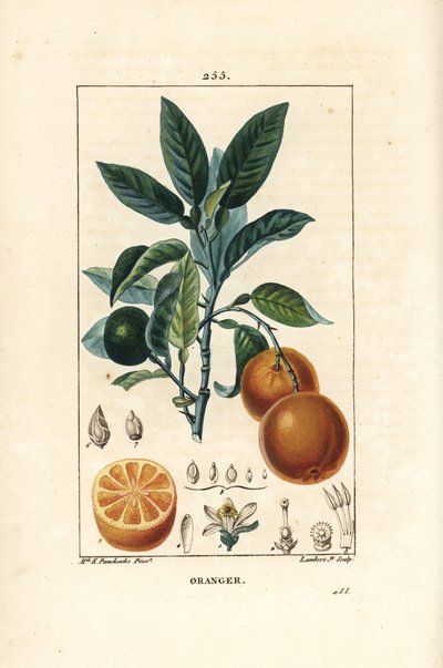 Bigaradier, Laranja, Citrus aurantium, com ramo, folha, flor, fruto maduro e não maduro, e secção através do fruto. Gravura de chapa de cobre colorida à mão por Lambert Junior a partir de um desenho de Ernestine Panckoucke de Chaumeton, Poiret e Chamberet