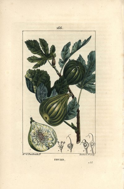 Tábua botânica: ramo de figueira com figos - figueira, Ficus carica, mostrando ramo com frutos e folhas maduras, e uma seção através dos frutos. Gravura de chapa de cobre colorida à mão por Lambert Junior a partir de um desenho de Madame E. Panckoucke de C de Ernestine Panckoucke