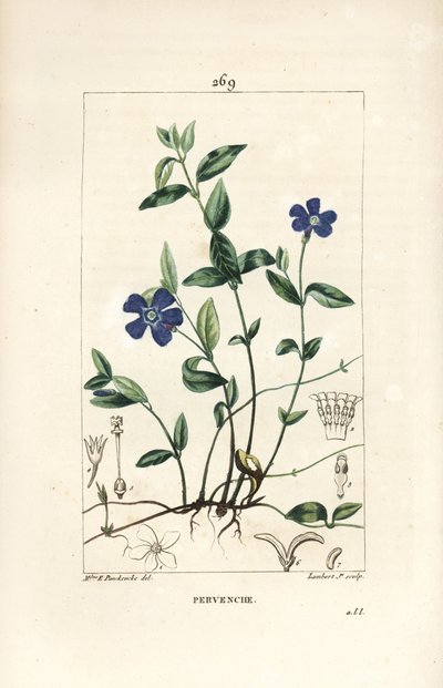Periwinkle pequena - Pervinca menor, Vinca menor, com flor, folha, talo, raiz e semente. Gravura em chapa de cobre colorida à mão por Lambert Junior a partir de um desenho de Ernestine Panckoucke de Chaumeton, Poiret e Chamberet de "La Flore Medicale", P de Ernestine Panckoucke