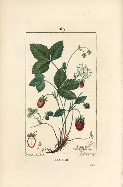 Morangueiro cultivado - Morango, Fragaria ananassa, mostrando flor, folha, fruto maduro, raízes e secção através do fruto. Gravura em chapa de cobre colorida à mão por Lambert Junior a partir de um desenho de Ernestine Panckoucke de Chaumeton, Poiret et Ch de Ernestine Panckoucke