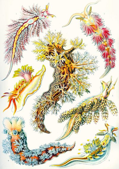Uma coleção de Nudibranchia de 