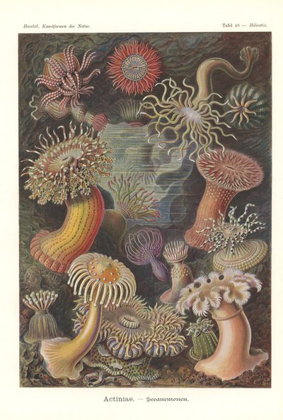 Actiniae - Anêmona do mar, Pl.49, de 