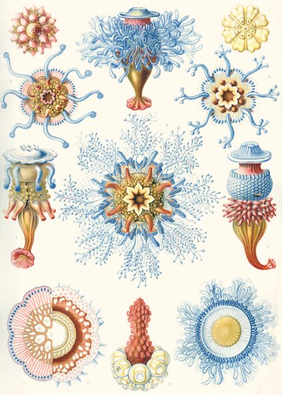 Exemplos de Siphonophorae de 