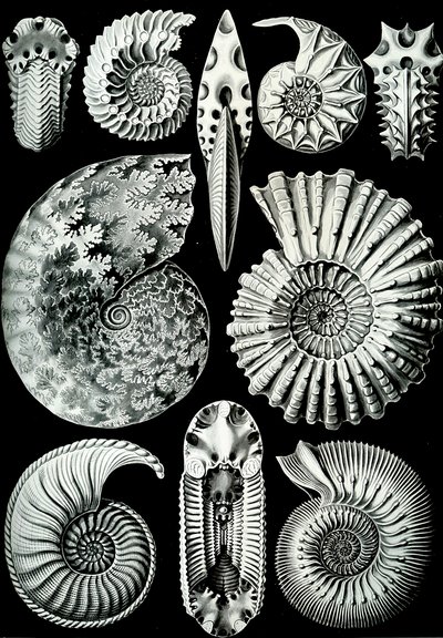 Ilustração de Ammonitida de "Art Forms of Nature" 1904 (lito) de Ernst (after) Haeckel