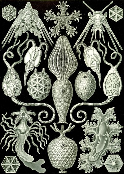 Ilustração de Amphoridea de "Kunstformen der Natur" 1904 (litho) de Ernst (after) Haeckel