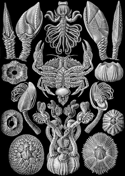 Ilustração de Cirripedia de "Art Forms of Nature" 1904 (lito) de Ernst (after) Haeckel