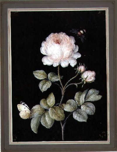 Rose com Bumble Bee e Butterfly (guache no papel) de Ernst Friedrich Carl Lang