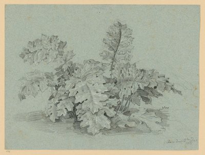 Planta de acanto de Ernst Fries