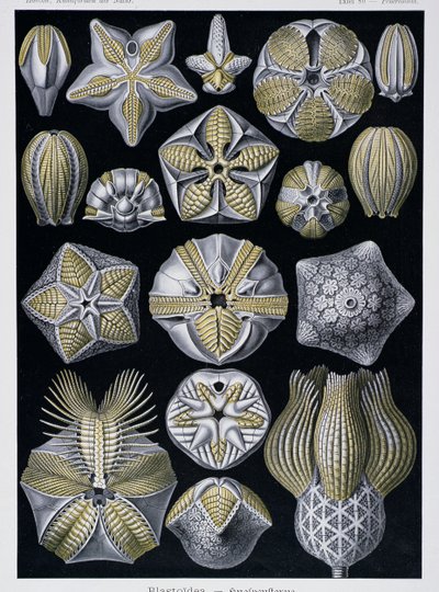 Blastoidea, placa de Artforms of Nature, c.1899-1904 (gravura a cores) de Ernst Haeckel