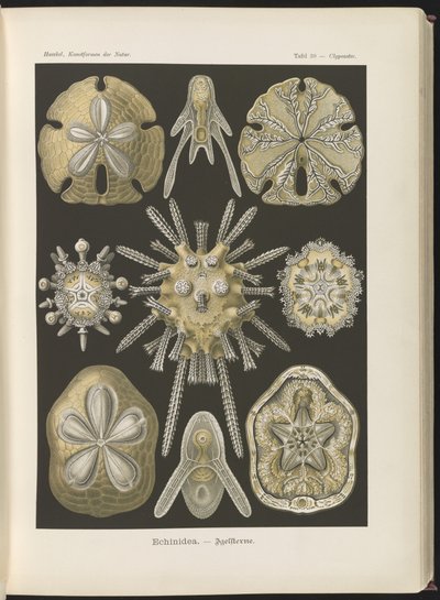 Echinidea: ouriços-do-mar e dólares do mar de Ernst Haeckel