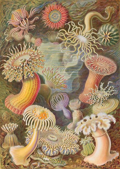 Actiniae de Haeckel de Ernst Haeckel