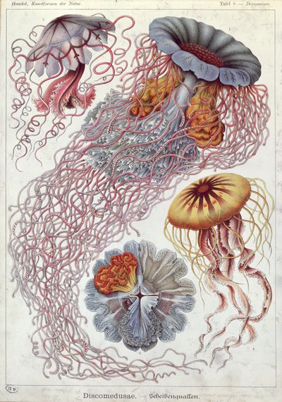 Medusas, de 