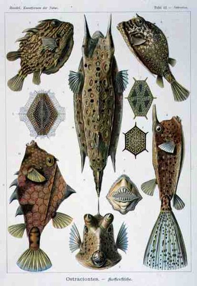 Ostraciontes, prato de Artforms of Nature de Ernst Haeckel