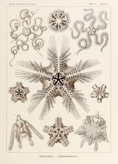 Placa 10 Ophiothrix Ophiodea de 