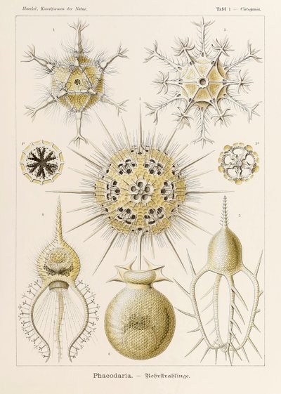 Placa 1 Circogonia Phaeodaria de 