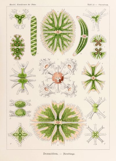 Placa 24 Staurastrum Desmidiea de "Kunstformen der Natur" (Formas de Arte na Natureza) ilustrada por Ernst Haeckel (1834-1919) de Ernst Haeckel