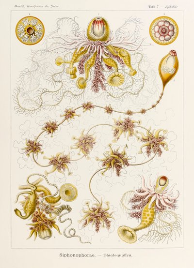 Placa 7 Epibulia Siphonophorae de 