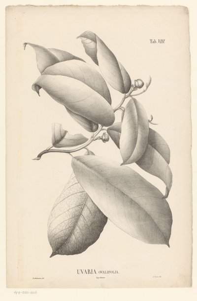 Ramo com folhas e botões de flores
Uvaria Ovalifolia (título sobre o objecto) de Ernst Philipp Sixtus