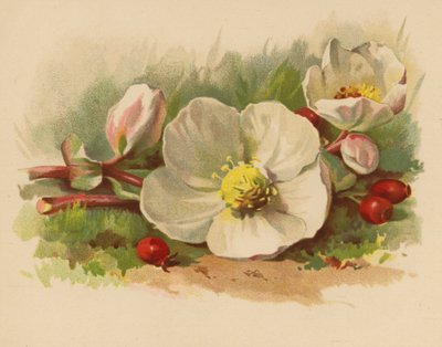 Rosa e Bagas de Natal (chromolitho) de Ethel C. Nisbet