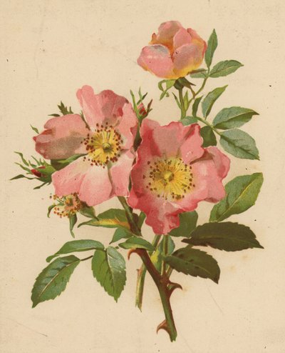 Rosas de cão (chromolitho) de Ethel C. Nisbet