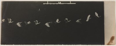 Cronofotografia de uma garça voadora de Etienne Jules Marey