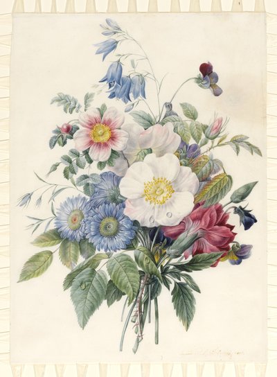 Ásteres azuis, rosa Spinosissima híbrido, Harebell, violas, Cartnation e uma rosa selvagem, 1820 (wc & bodycolour sobre o contorno de grafite sobre o velino) de Eugene A. L. d Orleans