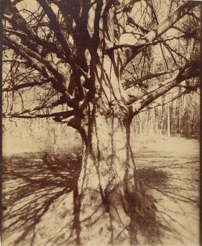 Árvore (Garche) Faia de Eugène Atget