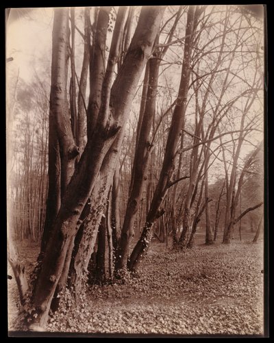 O parque de Saint-Cloud de Eugène Atget