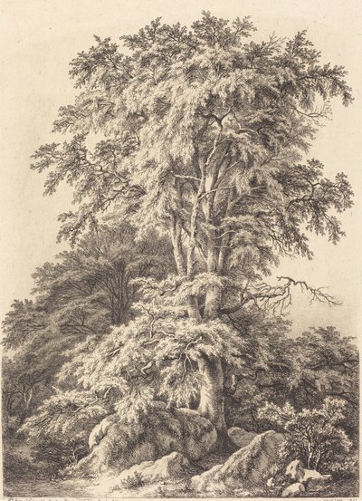 Bosque de Faias de Eugene Bléry