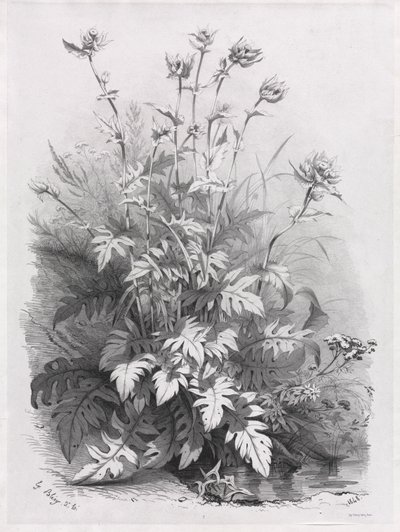 Grupos de várias plantas desenhadas após a natureza: No. 7 de Eugene Bléry