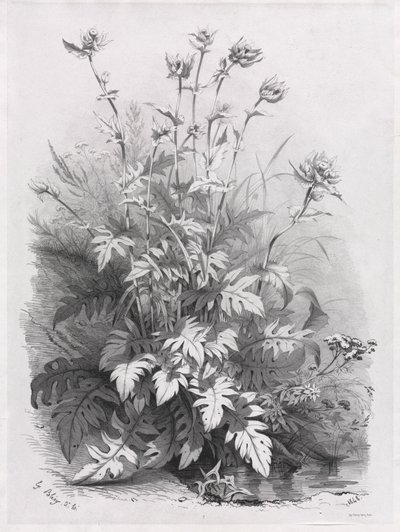 Grupos de várias plantas desenhadas após a natureza: nº 7, 1848. de Eugene Bléry