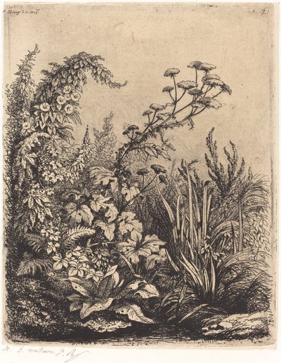 La petite berle aux liserons Pequena pastinaga com trepadeira, publicada em 1849. de Eugene Bléry