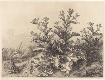Cardo Grande, 1843. de Eugene Bléry