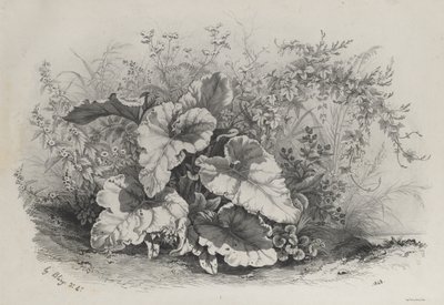 Estudo de plantas do grupo de várias plantas desenhadas e litografadas após a natureza de Eugene Bléry