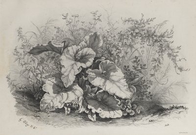 Estudo de plantas do grupo de várias plantas desenhadas e litografadas após a Nature ..., 1848. de Eugene Bléry