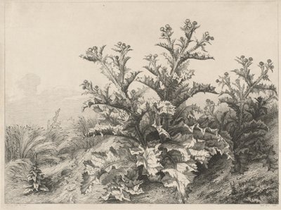 O Grande Cardo (Le Grand Chardon) de Eugene Bléry