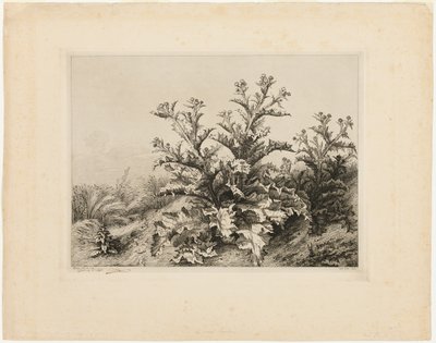O Cardo Grande, prato três de Les quatres grandes plantes de Eugene Bléry