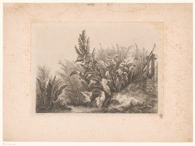 Waterzuring en riet aan de oever Paciência de água na pequena válvula Estudos Desenhados e Gravados da Natureza (...) (título da série) de Eugene Bléry