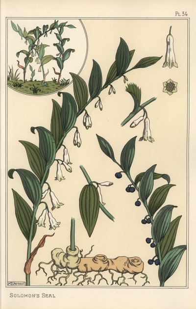 Ilustração botânica do selo de Salomão, Polygonatum multiflorum de Eugene Grasset