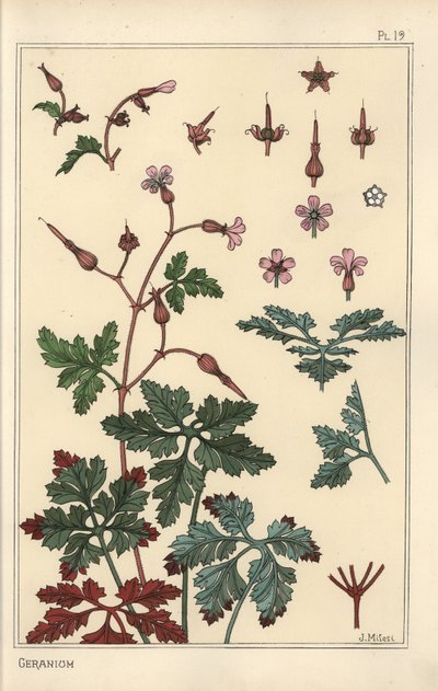 Ilustração botânica de uma flor de gerânio, pétalas, folhas de Eugene Grasset