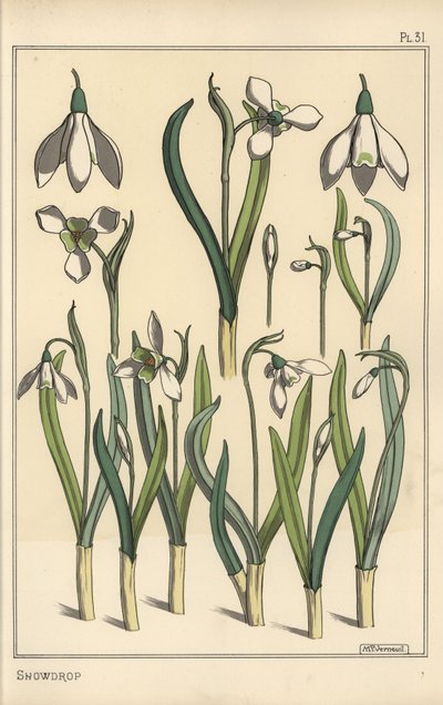 Ilustração botânica de uma gota de neve, Galanthus nivalis de Eugene Grasset