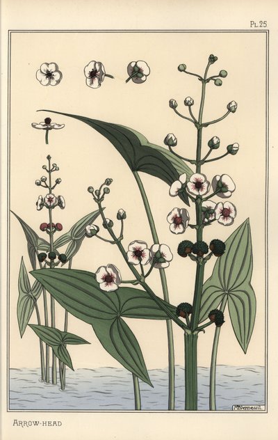 Ilustração botânica da ponta da seta, Sagittaria sagittifolia de Eugene Grasset