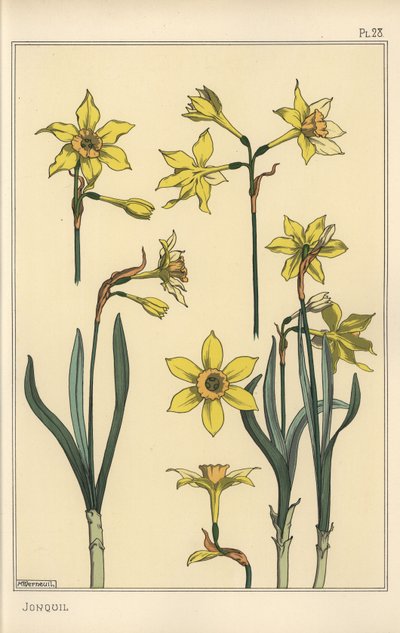 Ilustração botânica do jonquil, Narcissus jonquilla, mostrando partes de flor de Eugene Grasset
