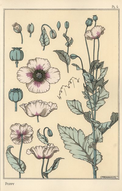 Ilustração botânica da papoila, com partes de flores, vagem de ópio de Eugene Grasset