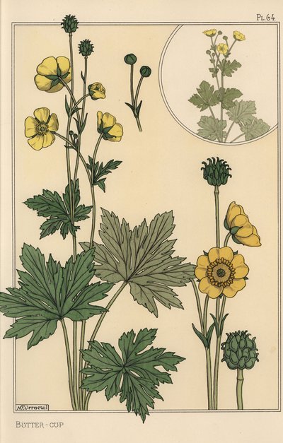 Estudo botânico da Buttercup de Eugene Grasset