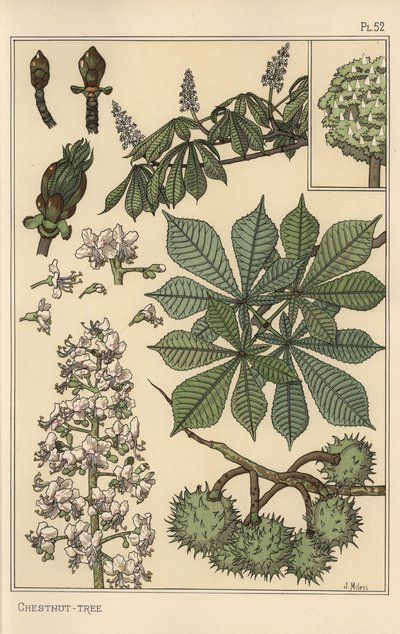 Estudo botânico do castanheiro de Eugene Grasset