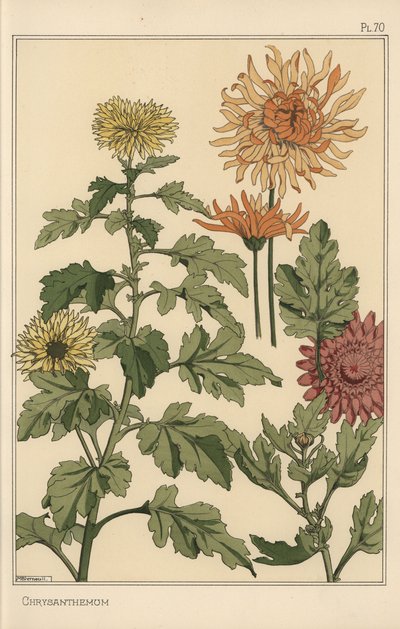 Estudo botânico do crisântemo de Eugene Grasset